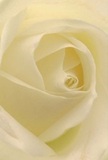 This close-up draws you into the heart of a cream-white rose as if nestled among its petals on an early Alperton morning. The bloom unfurls in a hypnotic spiral, each soft, matte petal kissed by hints of sunlight that slip through the folds, and the arrangement exudes a peaceful luminosity reminiscent of quiet moments by the canal. Gentle shadows curve between layers, adding depth and suggesting a subtle, lingering scent. In every detail, one senses the artistry of a florist skilled in capturing the spirit of Alperton, where tradition meets contemporary elegance. This rose expresses quiet reverence-perfect for offering sympathy, admiration, or marking a personal milestone. Whether selected for a thoughtful bouquet or delivered to an address along the High Road, the flower's understated beauty and graceful presence promise solace and inspiration, embodying the timeless language of flowers as cherished by the community.